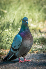 Beautiful photo of The pigeon and green grass. Gray Dove standing in grass. A bird on the street close up