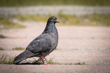 Beautiful photo of The pigeon and green grass. Gray Dove standing in grass. A bird on the street close up