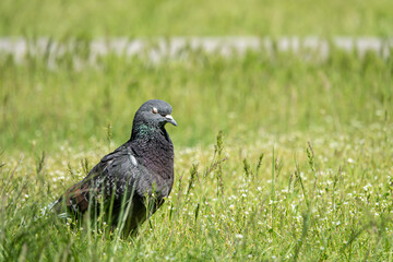 Beautiful photo of The pigeon and green grass. Gray Dove standing in grass. A bird on the street close up