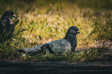 Beautiful photo of The pigeon and green grass. Gray Dove standing in grass. A bird on the street close up