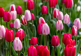 red and pink tulips blooming in a garden