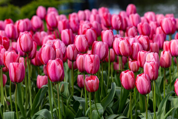 red and pink tulips blooming in a garden