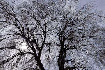bare willow trees in the spring season in the park