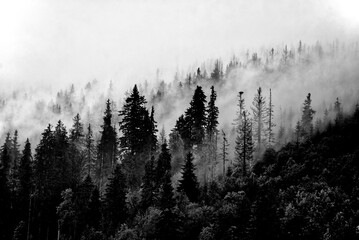 black and white photo of forest in mountains