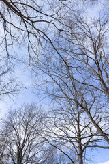 Tall deciduous trees in early spring without foliage