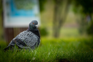 Beautiful photo of The pigeon and green grass. Gray Dove standing in grass. A bird on the street close up