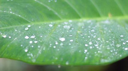 background of a sheet of taro leaf with water drops on it