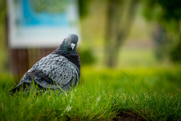 Beautiful photo of The pigeon and green grass. Gray Dove standing in grass. A bird on the street close up