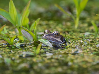 Common Frog Head in an Urban Pond