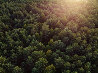 Naklejka na ściany i meble Aerial top view of mixed forest trees, ecosystem and healthy environment concept and background with side lighting. Texture of dense green deciduous and evergreen trees forest view from above.