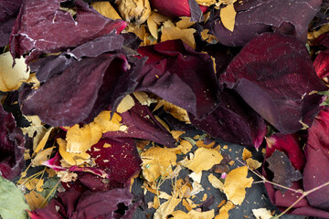 An old dry rose with crumbs from dry petals