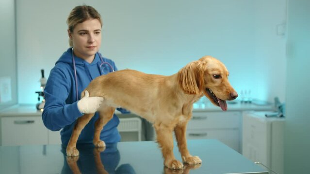 Young competent vet in gloves examines back legs of cocker spaniel in office. Doctor conducts palpation of legs, while dog stands patiently on table. High quality 4k footage