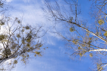 Fototapeta na wymiar Tall birch trees in early spring without foliage