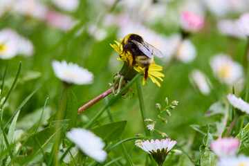 close up with a bumblebee on a yellow wild flower while collecting pollen
