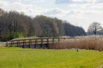 Spring countryside landscape with flat and low land, Typical Dutch polder with green meadow and wooden bridge with blue sky, Small canal or ditch between the grass field, Drenthe province, Netherlands