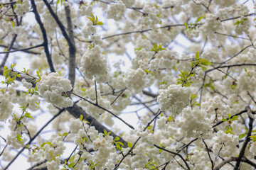Selective focus of white flowers under blue sky, A cherry blossom also known as Japanese cherry or sakura, is a flower of many trees of genus Prunus, Prunus subg or Cerasus, Nature floral background.