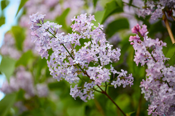 close up with a lilac flower with blurred background