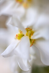 close up with a white daffodil flower, macro photo