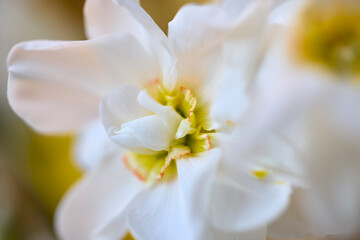 Fototapeta na wymiar close up with a white daffodil flower, macro photo