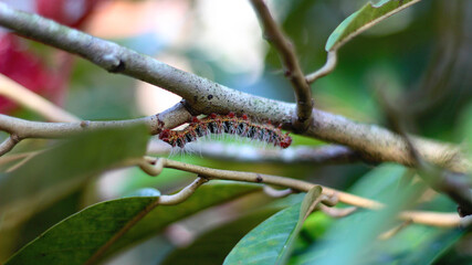Helf's black, white, and red-legged caterpillar Cricula trisfenestrata hanging from a durian branch stock photo
