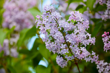 close up with a lilac flower with blurred background