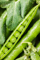 Pods of green peas with leaves and water drops. Fresh food background