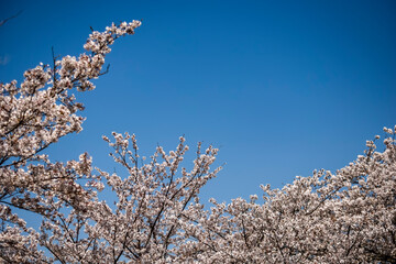 さくらの木と良く晴れた日の青空