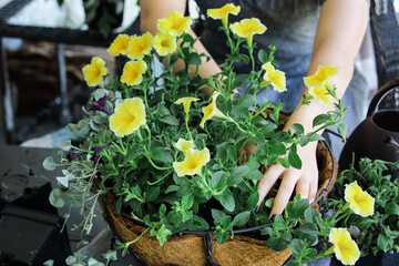 Young woman planting a mixed annual hanging basket or pot of flowers. Flowers include yellow and black petunias with dichondra.
