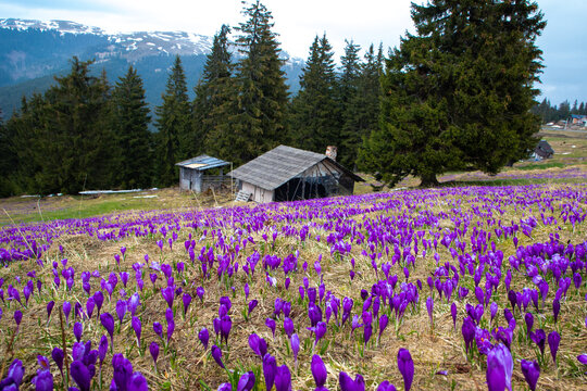 An idyllic landscape with a field of cocus flowers near a hut in a mountain area