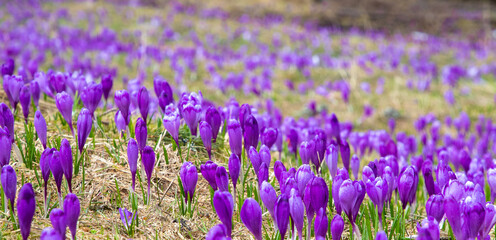 a close-up with many crocuses flowers in the field