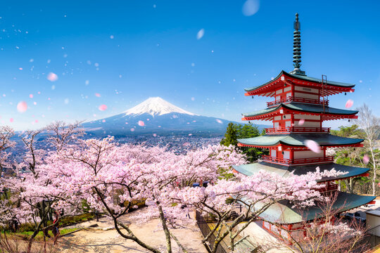 Chureito Pagoda and Mount Fuji with cherry blossom during spring season, Fujiyoshida, Japan