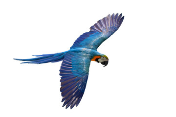 Feathers of parrot reflecting with sunlight isolated on transparent background png file