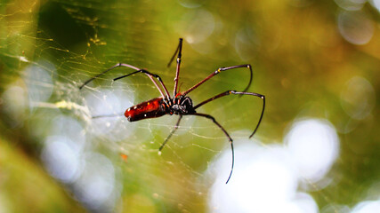 Stock photo of Golden Orb-Weaver Spider red-red body, red legs and yellow rings against a blurry background