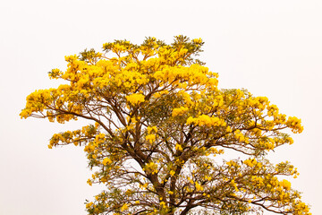 Golden yellow flower blossom tree blossom in spring time or India linden (Handroanthus chrysanthus) guayacan in park in nature day light. In evening atmosphere with golden sky is background.