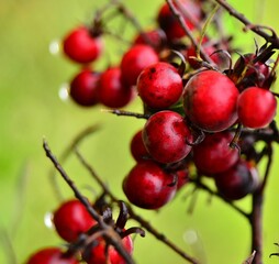 beautiful red berries on branch with rain