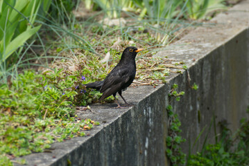 Male eurasian blackbird (Turdus merula) sitting on stone wall in Zurich, Switzerland