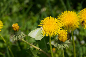 Common brimstone butterfly (Gonepteryx rhamni) sitting on yellow dandelion in Zurich, Switzerland