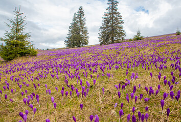 Mountain landscape with many crocus flowers on the field