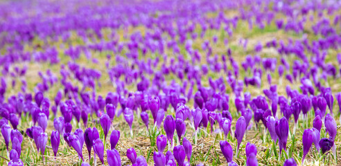 a carpet of crocus flowers in a field with selective focus