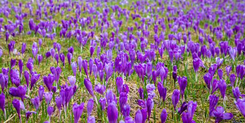 Field of wild purple crocuses with selective focus