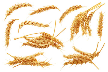 Wheat isolated on white background, full depth of field