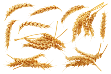 Wheat isolated on white background, full depth of field