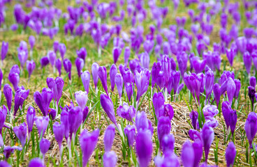 Fototapeta premium a close-up with many crocuses flowers in the field