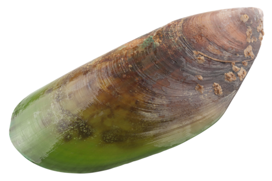 Mussel, green shell, isolated on white background, full depth of field