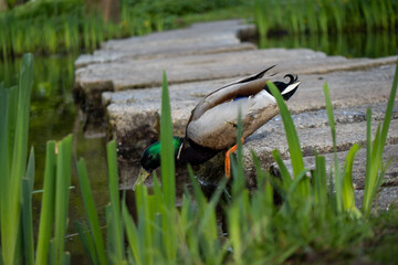 Ente wagt den Sprung von Trittstein in seichtes Wasser