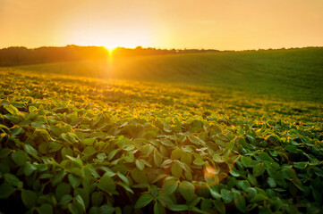 field of green soybeans, hills in the evening warm rays of the sunset