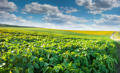 Fototapeta na wymiar Close up of green soybean plants growing in a soybean field under a blue sky with clouds