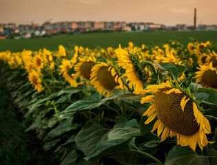 Sunflower flowers in the field outside the city, close-up, city on the horizon, agriculture