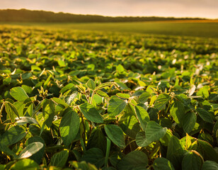 Close up of green soybean plants leaves growing in a soybean field under evening sky
