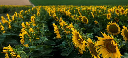 beautiful golden sunflower field, close up of large flowers in the rows of the field
